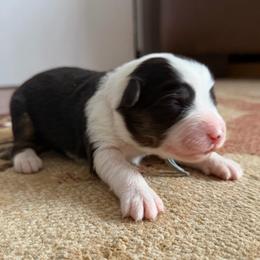 Blue collar - Black tri female Miniature American Shepherd puppy in Pueblo West, Colorado from Bear River Ranch LLC