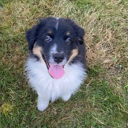Australian Shepherd Puppies from LIT Aussies