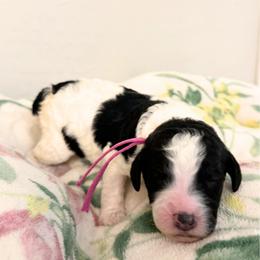 Poppy (Magenta Collar) - Parti female Poodle puppy in Surprise, Arizona from Gentle Paw Goldendoodles