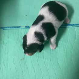 Buttons - White black and tan female Wire Fox Terrier puppy in Antioch, Illinois from Cavcor Foxies