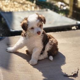 Jewel - White and chocolate female Chinese Crested puppy in Frederick, Maryland from Lovable Cresteds