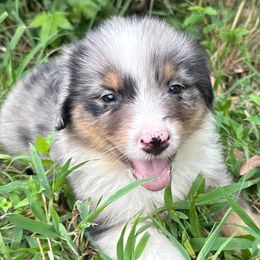 Pistachio - Blue merle male Australian Shepherd puppy in Eubank, Kentucky from Red Feather Aussies