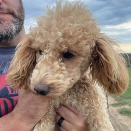 Penny - Cavapoo