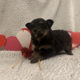 Bow - Black tri female Toy Australian Shepherd puppy in Morganfield, Kentucky from 4T Toy and Mini Australian Shepherds