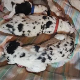 Red Male - Harlequin male Great Dane puppy in Gig Harbor, Washington from Lakaya Danes