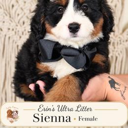 Sienna - Tri-color female Bernedoodle puppy in Norcross, Georgia from Teddy Puppies