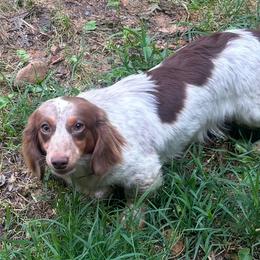 Eggplant - Dachshund