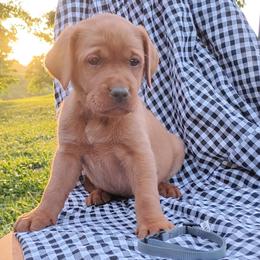 Lydia (female)- grey - Yellow female Labrador Retriever puppy in Archer Lodge, North Carolina from Archer Lodge Labradors