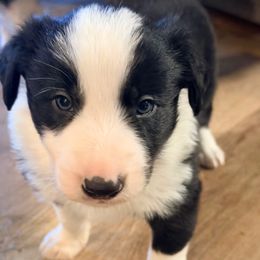 Dracula (Drack) - Black and white male Border Collie puppy in Lebanon, Oregon from Cahill’s Canines