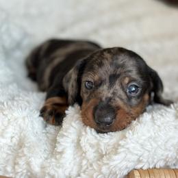 Matteo - Dapple male Dachshund puppy in Crystal, Michigan from Mare-Bella Smoothcoat Edition