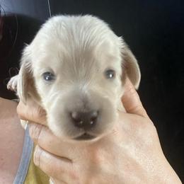 Michelle - Cream female Dachshund puppy in Bigfork, Minnesota from Dachshunds Up North
