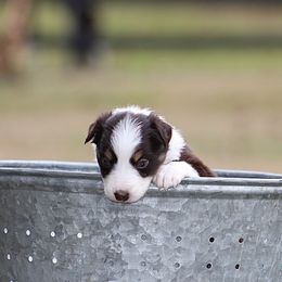 Sign - Red tri-color female Australian Shepherd puppy in Springville, Alabama from Cross Creek Aussies
