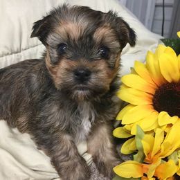 Maltese, Poodles, Shiba Inu, and Shih Tzus from Windmill Creek Puppies