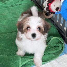 Havanese Puppies from Delightful Havanese