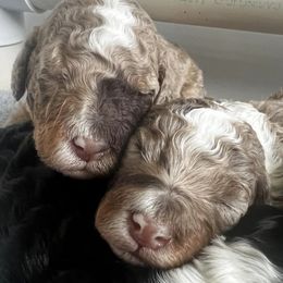 Bernedoodles from Bella Bernedoodle