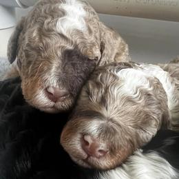 Bernedoodles from Bella Bernedoodle