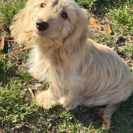 Oakley - Dachshund