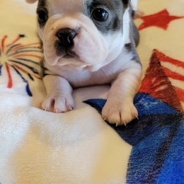 Boston Terrier Puppies from Sooner Bred Bostons