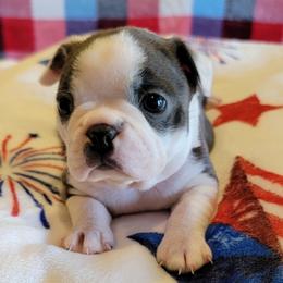 Boston Terrier Puppies from Sooner Bred Bostons