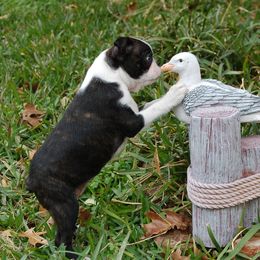 Boston Terrier Puppies from Oui Bostons