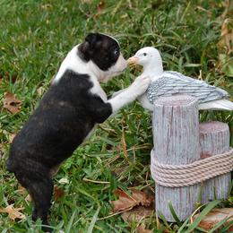 Boston Terrier Puppies from Oui Bostons
