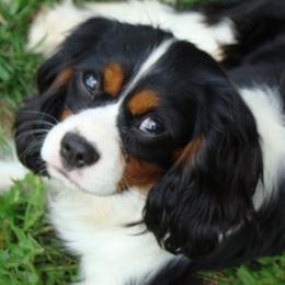 Dominick - Cavalier King Charles Spaniel