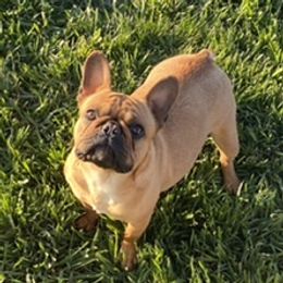 Macy - French Bulldog