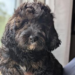 Hot Pink - Tri-color female Bernedoodle puppy in Connecticut from Valley View Doodles