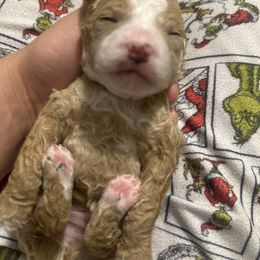 Max - Apricot male Poodle puppy in Patterson, New York from Pixie Poodles