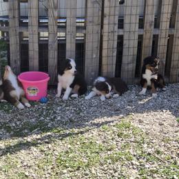 Miniature American Shepherd puppies from Tntowne Miniature American Shepherds