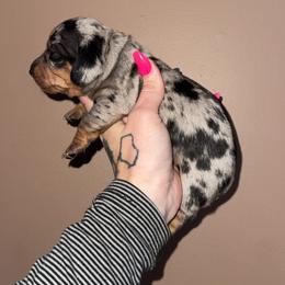 Hazel - Dapple female Dachshund puppy in Madison, Wisconsin from SK Miniature   Dachshunds