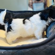 Shichon Puppies from Great Lakes Teddy Bear Dogs