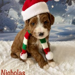Nicholas - Red  male Goldendoodle puppy in Newnan, Georgia from Wagging Tailz Pups