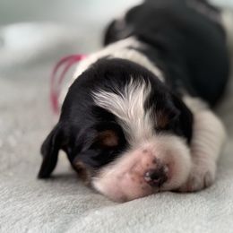 Violet - Black white and tan female English Springer Spaniel puppy in Cleburne, Texas from Powers English Springer Spaniels