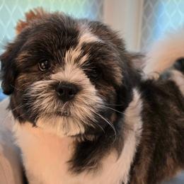 Rex - Black and white male Shichon puppy in Upland, California from IDREAMOFPUPPIES