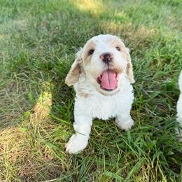 Colby - Cream male Australian Labradoodle puppy in Wamego, Kansas from Doodles of Oz