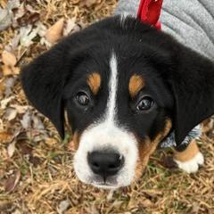 Greater Swiss Mountain Dogs from Hilltop Swissys