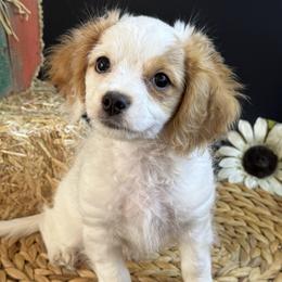 Cavapoo puppies from Ouachita Gold Diggers