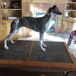 Whippet Puppies from Jody Eller's Whippets
