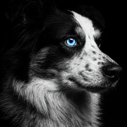 JOVI - Miniature Australian Shepherd