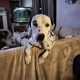 Tommy - Dalmatian