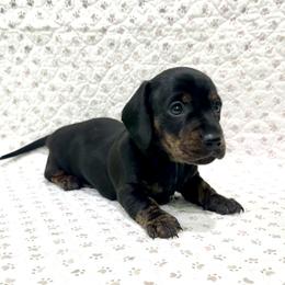 Minnie - Black and tan female Dachshund puppy in Solon, Ohio from DobbKins