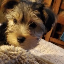 Assorted Doodle Crosses, Double Doodle, Maltipoo, Morkie, and Yorkipoo Puppies from Danza Bolo