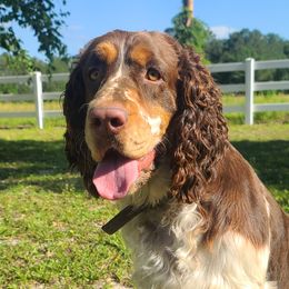 Judge - English Springer Spaniel