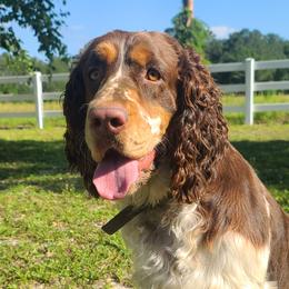 Judge - English Springer Spaniel