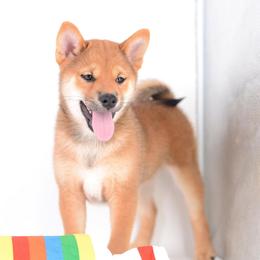 Naito Import Sired Full AKC - Red male Shiba Inu puppy in Neosho, Missouri from Sunny Terrace Shibas
