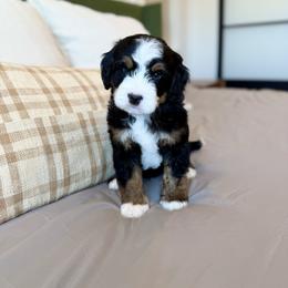 Male 2 - Tri-color male Bernedoodle puppy in Nampa, Idaho from Boise Bernedoodles