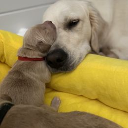 Golden Retriever Puppies from Honeyroux Goldens