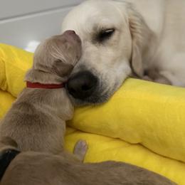 Golden Retriever Puppies from Honeyroux Goldens