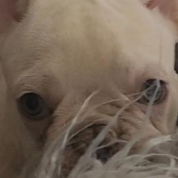 Platinum Male 2 (Biskit) - male French Bulldog puppy in Corona, California from Whimsical Farms Labrador Retrievers